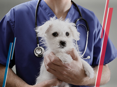 Coordinacion veterinario Veterinario con perro