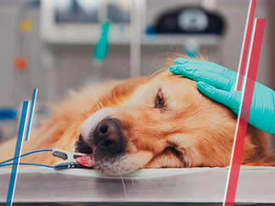 Traslado de mascotas Perro hospitalizado